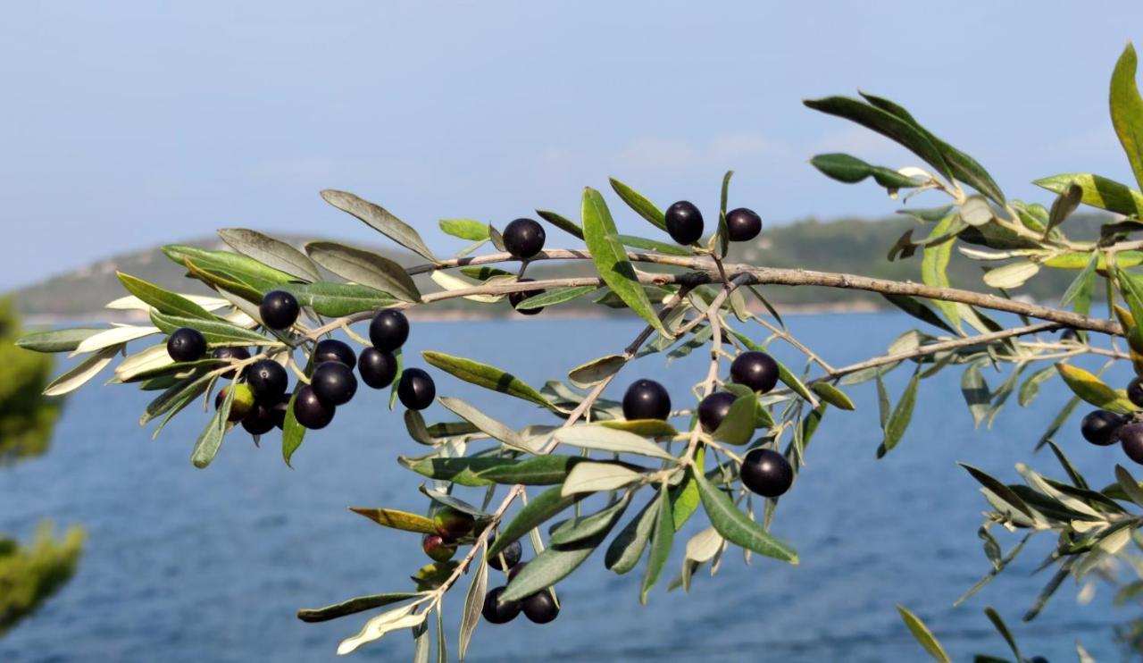 مبيت وإفطار Luka  Pansion Alen - Dugi Otok المظهر الخارجي الصورة
